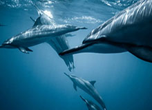 AL局内语音-Tarzan：Nice，呜~（疯狂鼓掌）